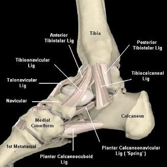 MRI Musculo-Skeletal Section: Deltoid ligament injury.